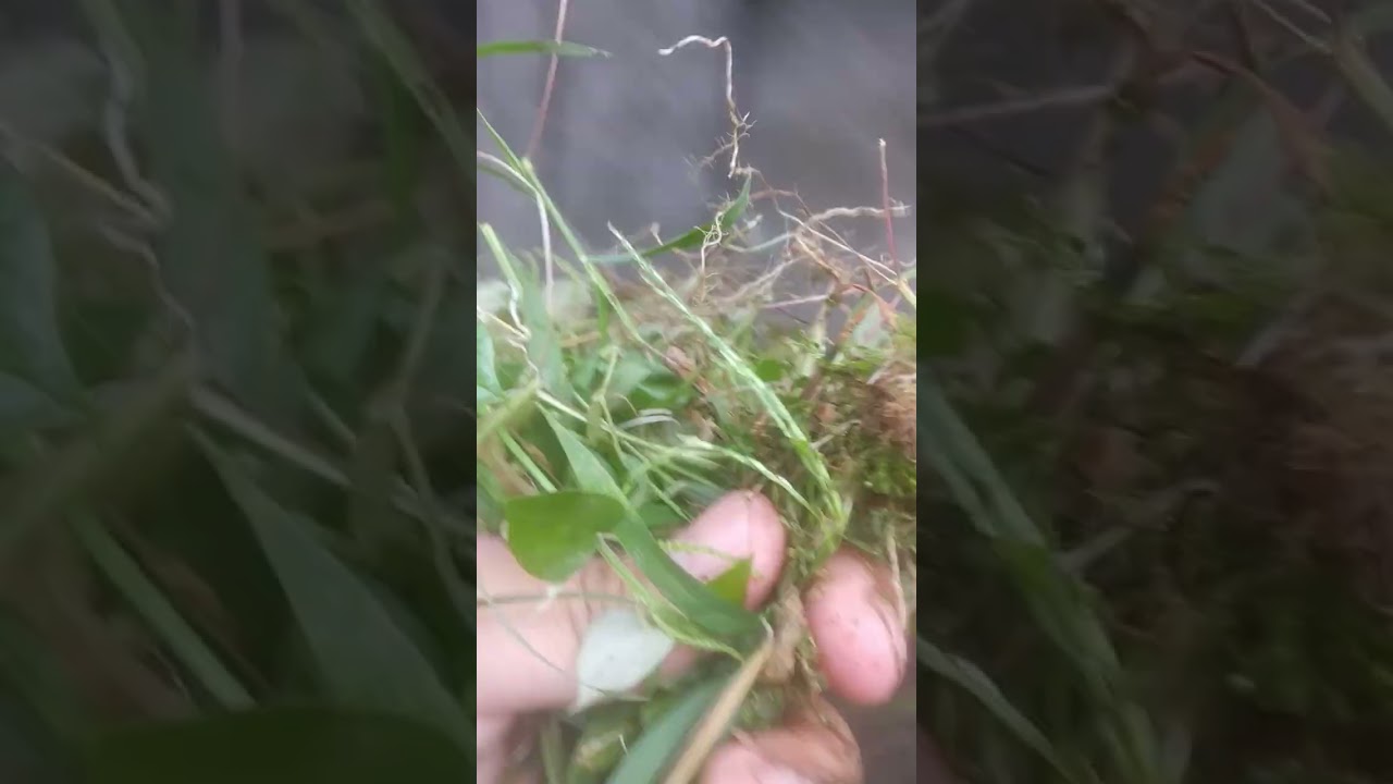 Budidaya ikan gurame