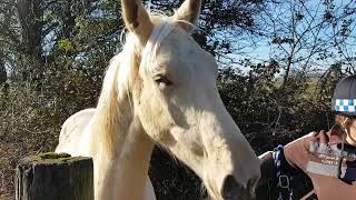 Dinira Being Turned Out Solo For The First Time