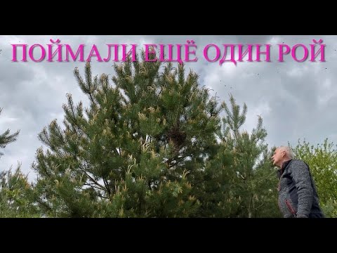 Поймали рой. Как