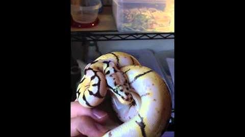 4 Newest pick up from Garrick DeMeyer