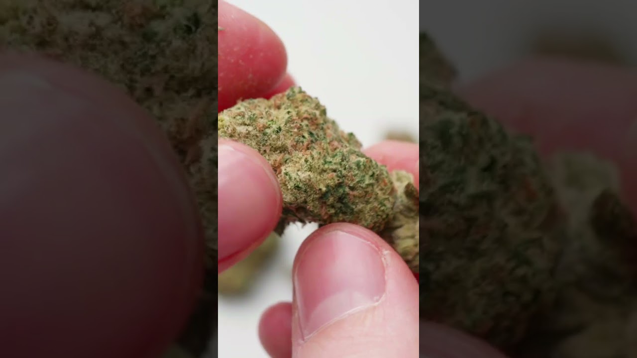 Blueberry Haze (Avaay 18/1) - Medical Cannabis Strains 