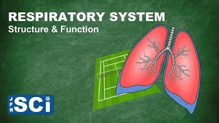 The Respiratory System