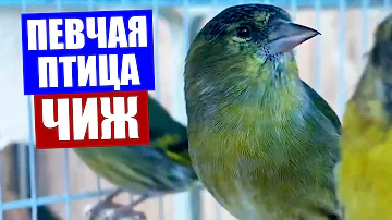 Певчая птица чиж. Все о чижах - среда обитания, повадки и рацион питания