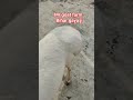 Short Video | Turkey Dumba | Gaya Bihar Mr. Goat Farm