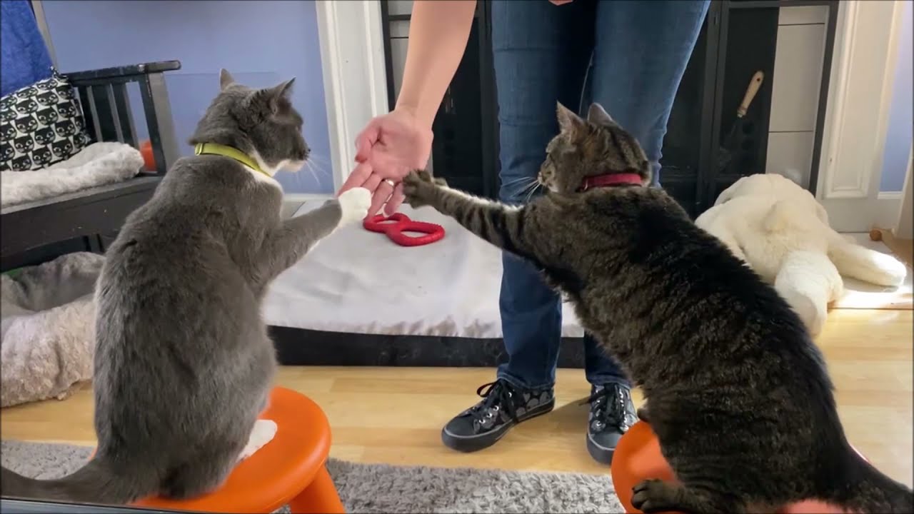 Sunday morning clicker training fun at our house (complete with bloopers)!