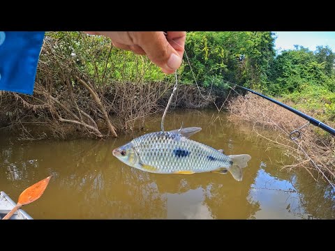 BRUTE FISHING IN PLACE OF JAGUAR, WILD CAMPING…Roosevelt River