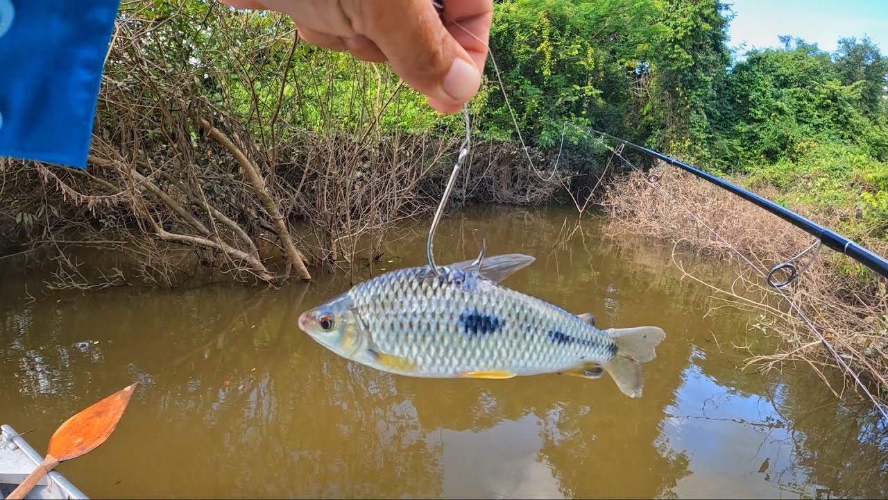 PESCARIA BRUTA NO LUGAR DAS ONÇAS, ACAMPAMENTO SELVAGEM…Rio Roosevelt