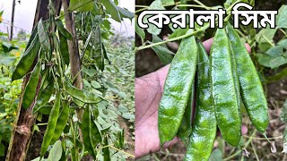 কেরালা জাতের সিম । আগাম চাষ পদ্ধতি । সবচেয়ে ভালো জাতের সিমের বীজ। kerala seem bij.