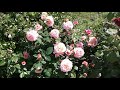 Питомник роз Полины Козловой - Роза Августа Луиза