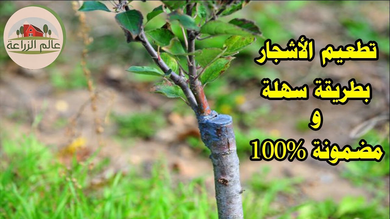 تطعيم الأشجار بطريقة مضمونة 100%