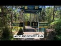 Auckland New Zealand Visit to Forest