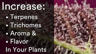 Increase Terpenes, Trichomes, Aroma & Flavor of Your Medicinal Plants - Scientifically Derived
