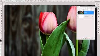 Crop Tool | Photoshop | Roomax screenshot 5