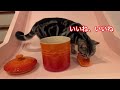 ル・クルーゼをプレゼント　ねこのメイにゃん　猫　アメリカンショートヘア　アメショ　ペット　動物　大好物はチュール　ねこのメイの日常　癒し　ル クルーゼ