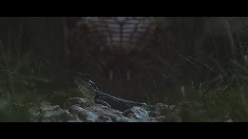 Blender 3D - Wild Forest