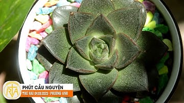 Phút Cầu Nguyện, Thứ Hai 04/09/2023:  Vẻ đẹp của tâm hồn