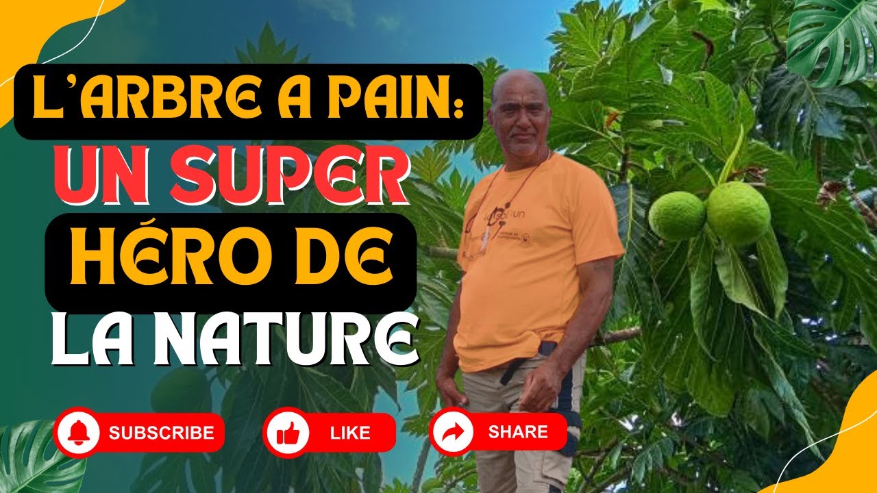 L'arbre à pain :  un trésor nourricier aux origines fascinantes