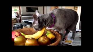 Cats  Dares Bananas ||Cute Cats Vs Bananas Compilation || Funny Cats Compilattion by PRO GAMER 2,435 views 9 years ago 7 minutes, 14 seconds