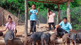 The process of building a house for pigs to sleep in and expanding the barn | Family Farm