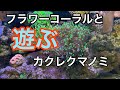 海水水槽  フラワーコーラルとカクレクマノミ