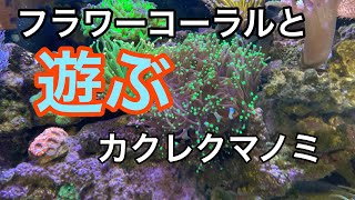 海水水槽  フラワーコーラルとカクレクマノミ