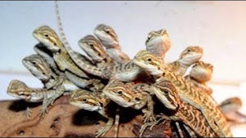 DIY Lizard Trap Homemade Works 100%