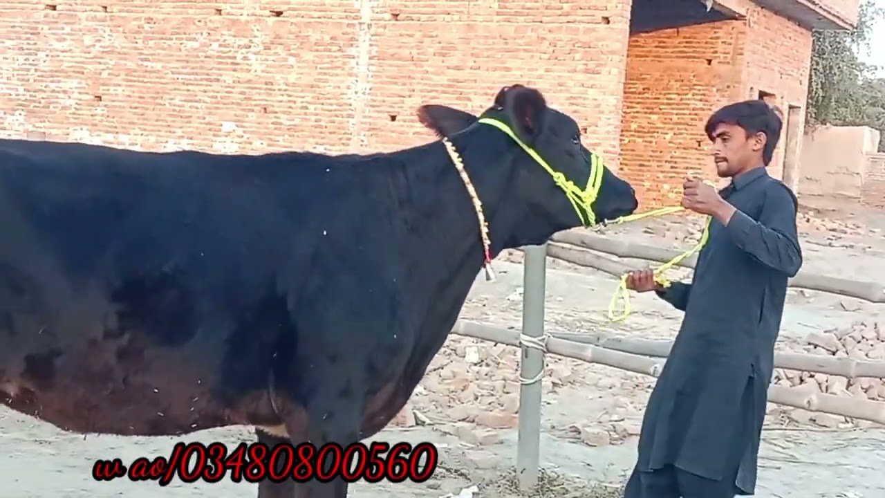 Pure holistaion Hifar in Mahria Dairy Farm/30 little Miking