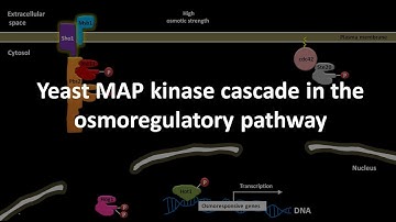 Yeast MAP kinase cascade in the osmoregulatory pathway