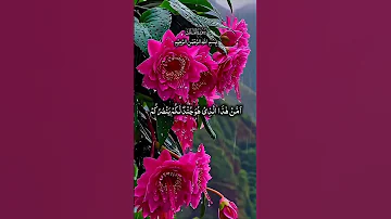 الشيخ محمد الفقيه سورة الملك 