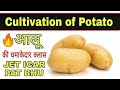 Cultivation of potato    