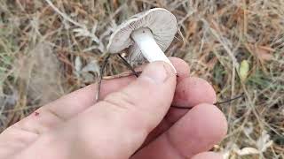Собираем грибы Мышата (серенькие,землистая рядовка,землисто-серая рядовка)