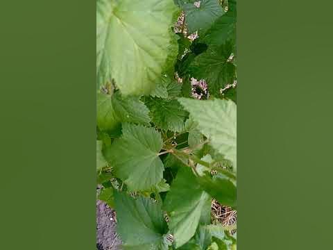 У смородины желтеют листья. Что это означает и что делать. - YouTube