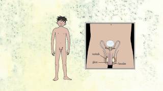 Spring Fever- Male genitals and first ejaculation (education)