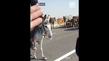 فيديو صادم سيدات يرعين قطيع أبقار على طريق سريع في مصر 