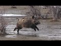 Suşehri'nde Muhteşem Bir Sürek Avı / An Amazing Chase Hunt in Anatolia/Suşehri