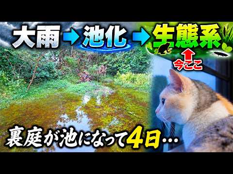 [Heavy Rain Flooding] Backyard Turns Into a Pond for 4 Days… An Aquatic Ecosystem Begins to Form