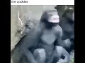 the cookies