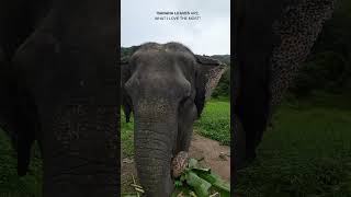 Mali eating like a royalty shorts elephant elephantsanctuary phuket thailand travel nature