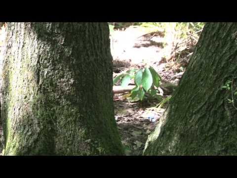 MSU AgBioResearch: Long-term