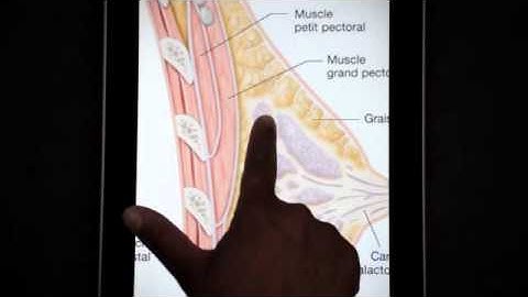 Ebook Elsevier Masson