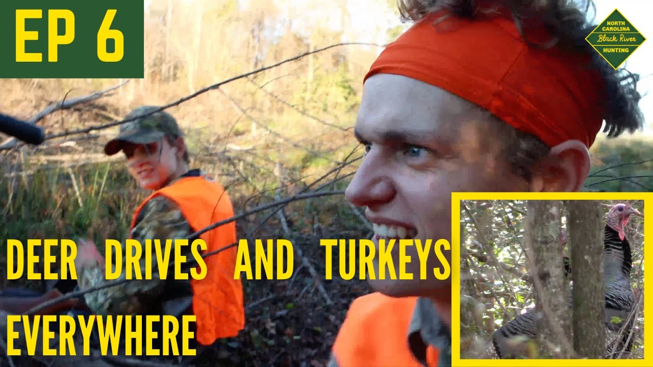 DEER DRIVES AND TURKEYS EVERYWHERE North Carolina Deer Season YouTube