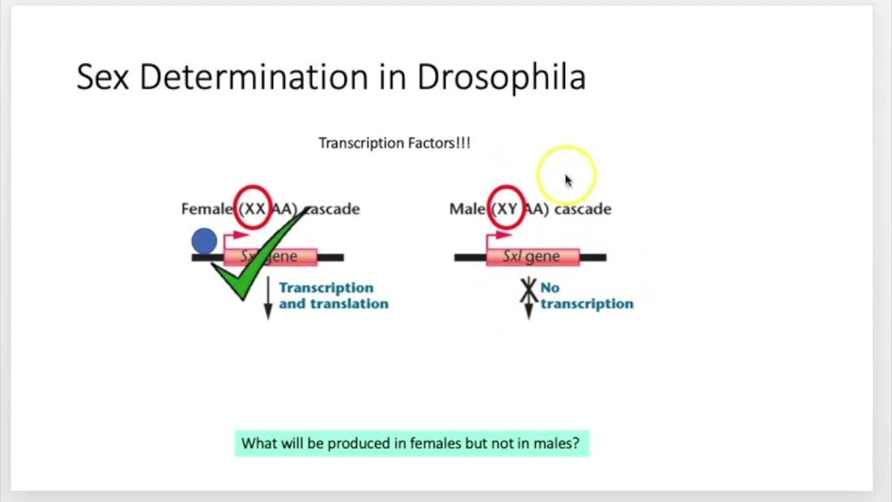 Sex determination in drosophila (splicing)