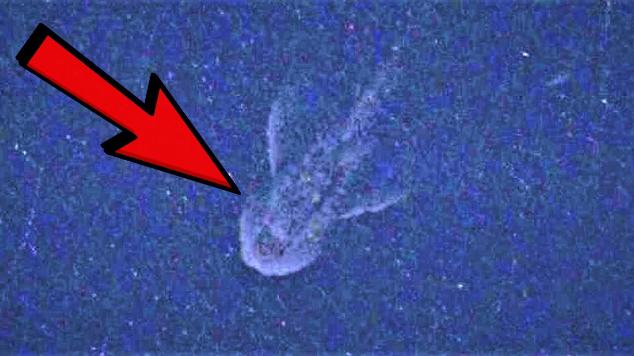 10 Mythical Beasts that might Exist - YouTube