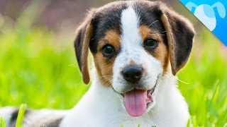 Beagle Facts