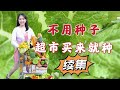 【种植52】不用种子就能种的菜（续集），8种超市买来直接种的菜，快速，趣味种菜 8 kinds of vegetables from supermarket can be regrown