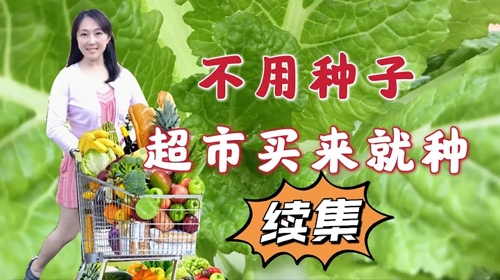 【種植52】不用種子就能種的菜（續集），8種超市買來直接種的菜，快速，趣味種菜 8 kinds of vegetables from supermarket can be regrown - 天天要聞