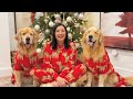 Life With Goldens
