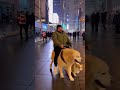 "New Year in NYC Gone Wild: Dog Carries Man and Corgi on the Street 🐕🎉" #viralvideo#dog#funny