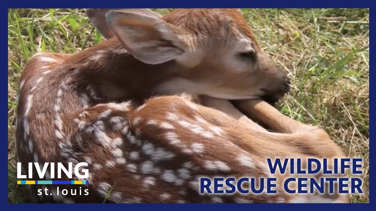 Living St. Louis | Wildlife Rescue Center - YouTube