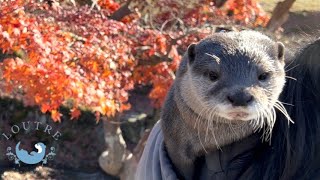Otter Komugi is More Interested in Meat than Beautiful Scenery